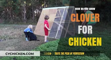Growing Clover for Chickens: A Simple Guide to Healthy Forage