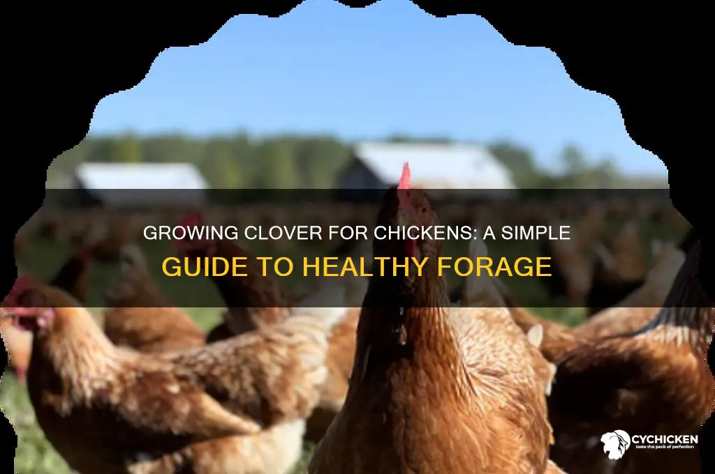 how do you grow clover for chicken