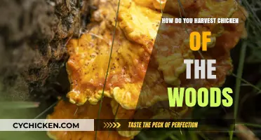 Harvesting Chicken of the Woods: A Beginner's Guide to Foraging