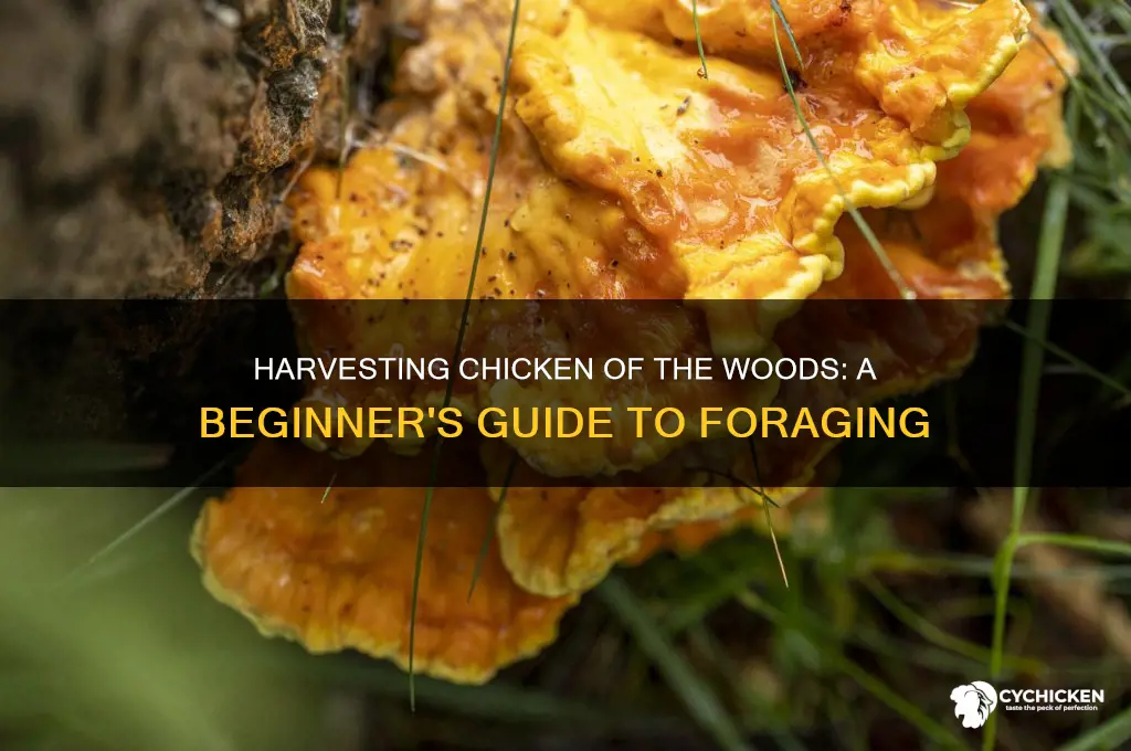 how do you harvest chicken of the woods