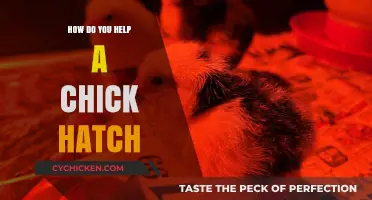 Assisting Chick Hatching: Gentle Techniques for Successful Egg Emergence