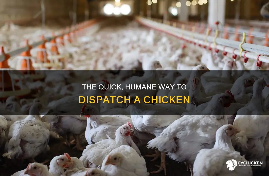 how do you humanely break a chicken