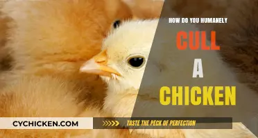 Humane Chicken Culling: Ethical Methods for a Quick, Painless Process