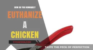 Compassionate Chicken Euthanasia: A Guide to Humane Practices