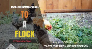 Introducing Chicks to Your Flock: A Smooth Integration Guide