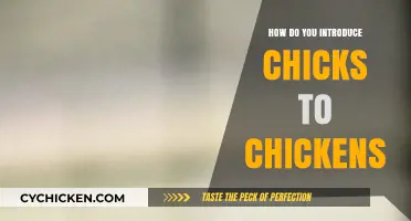 Introducing Chicks to Your Flock: A Smooth Transition Guide