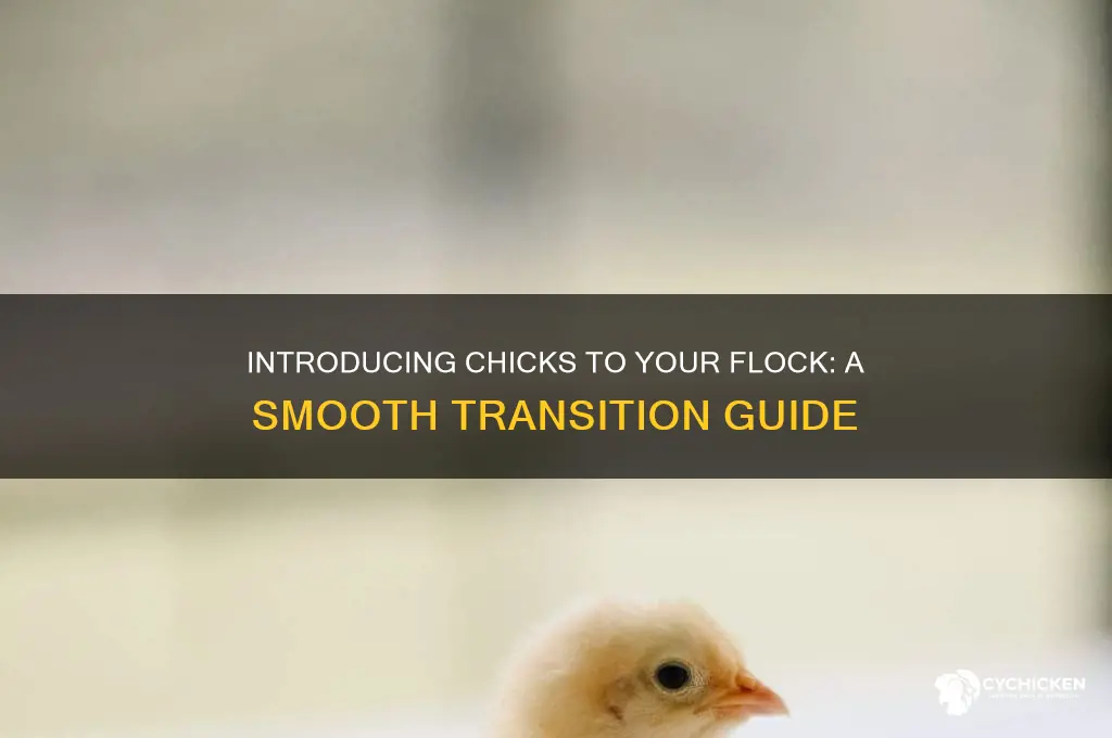 how do you introduce chicks to chickens