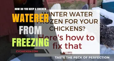 Preventing Frozen Chicken Waterers: Tips and Tricks