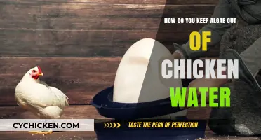 Preventing Algae in Chicken Water: A Natural Approach