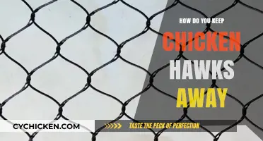 Effective Strategies to Safeguard Your Chickens from Chicken Hawks