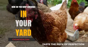 Keeping Chickens in Your Yard: Tips for Happy, Healthy Hens