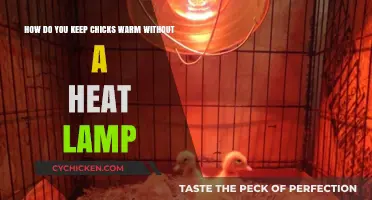 Keeping Chicks Warm: Alternative Methods to Heat Lamps