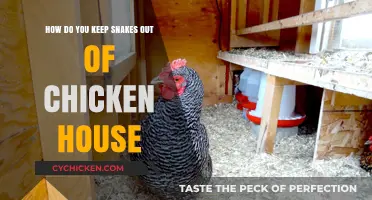 Protecting Chickens: Keeping Snakes Away