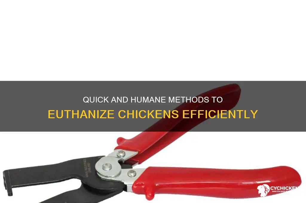 how do you kill a chicken fast