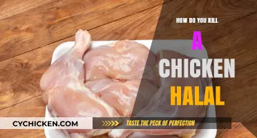 Halal Chicken Slaughter: Humane and Religious Practices Explained