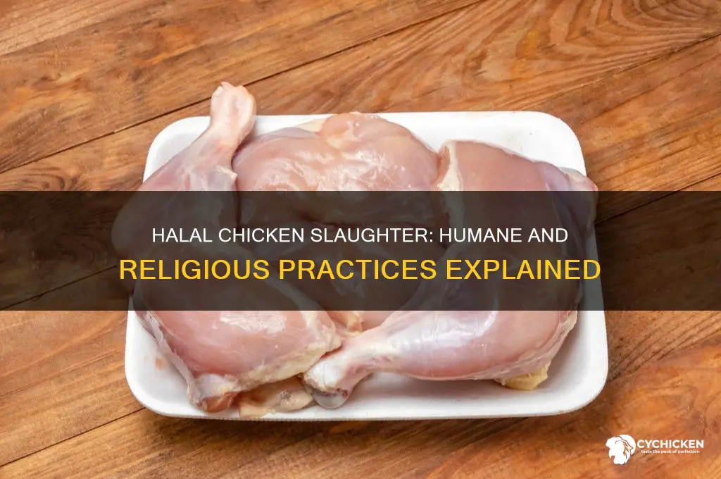 how do you kill a chicken halal