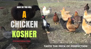 Kosher Chicken Slaughter: A Step-by-Step Guide to Humane Shechita
