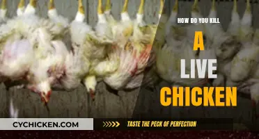 Humane Methods for Slaughtering Live Chickens: A Step-by-Step Guide