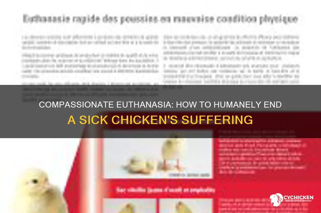 how do you kill a sick chicken