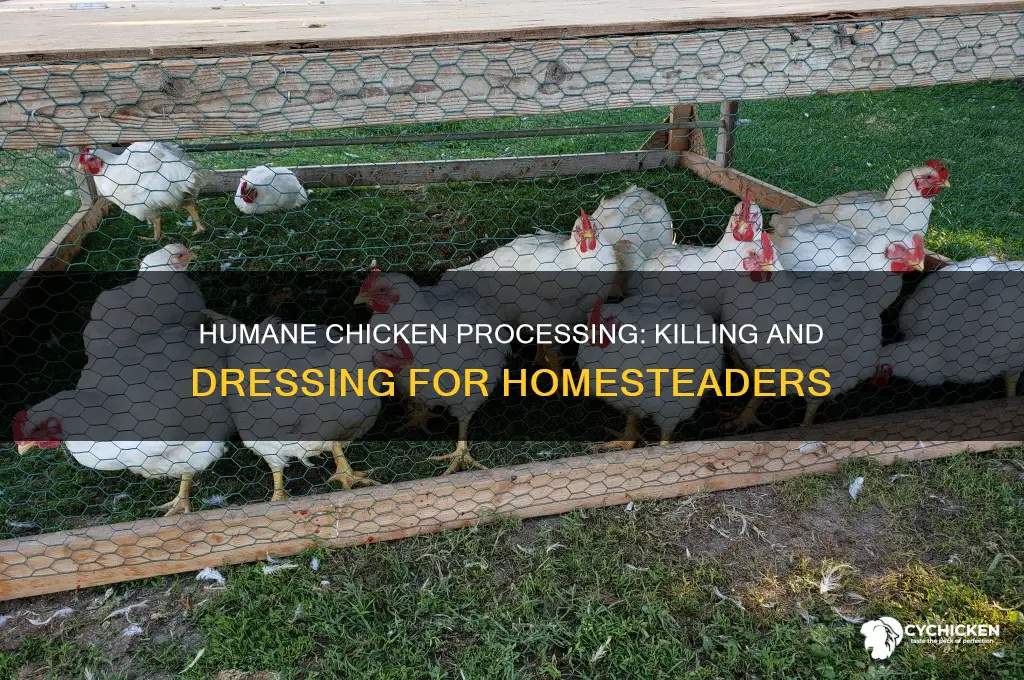 how do you kill and dress a chicken