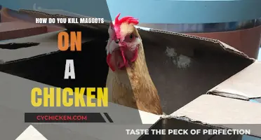 Effective Ways to Eliminate Maggots on Chickens Safely and Quickly