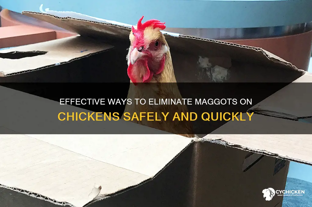 how do you kill maggots on a chicken