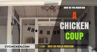 Essential Tips for Keeping Your Chicken Coop Clean and Healthy