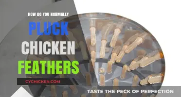 Mastering the Art of Plucking Chicken Feathers: A Step-by-Step Guide