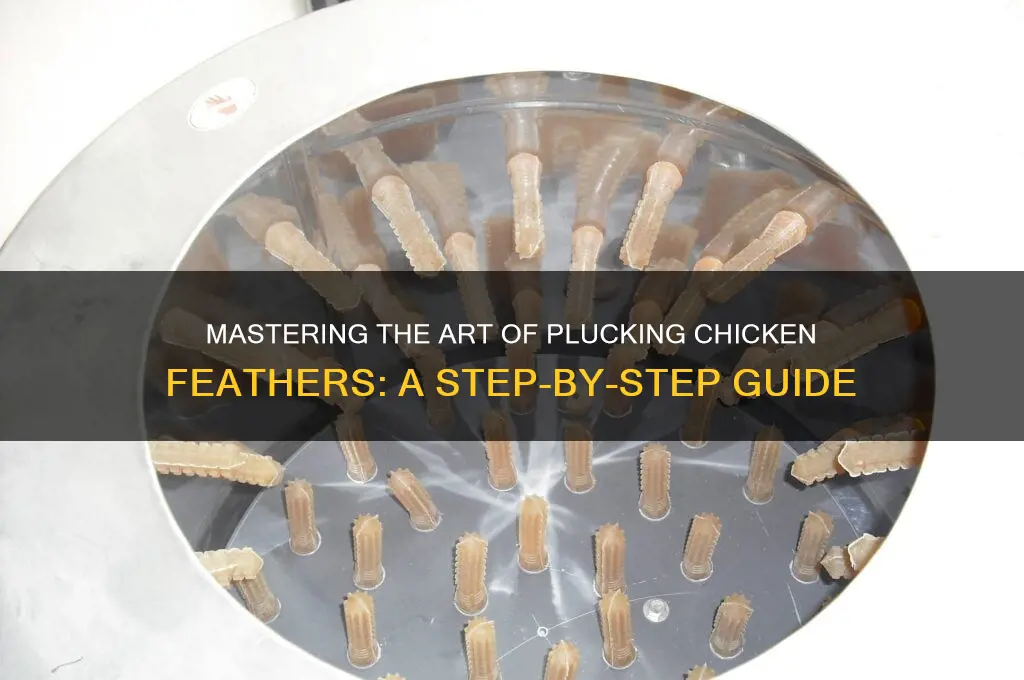 how do you normally pluck chicken feathers