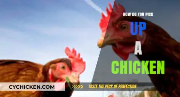 Mastering the Gentle Art of Safely Picking Up a Chicken