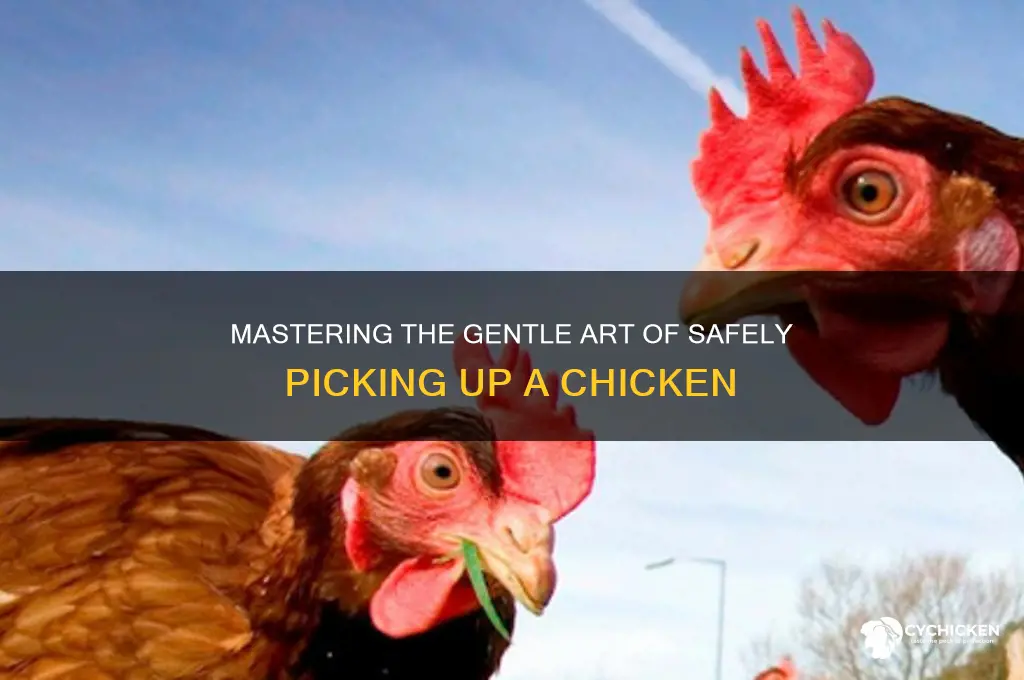 how do you pick up a chicken