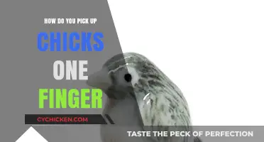 Mastering the Art of One-Finger Chick Handling: Tips and Techniques