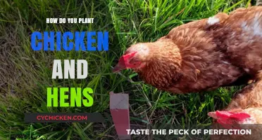 Planting Chicken and Hens: A Step-by-Step Propagation Guide