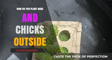 Planting Hens and Chicks Outdoors: A Step-by-Step Guide