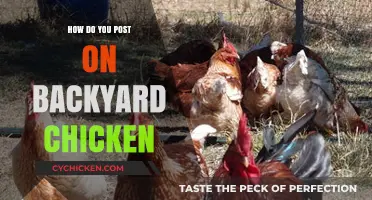 Mastering Backyard Chicken Posts: Tips for Engaging Content Creation