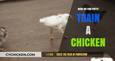 Potty Training Chickens: A Step-by-Step Guide for Clean Coops