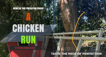 Secure Your Flock: Predator-Proofing Your Chicken Run Effectively