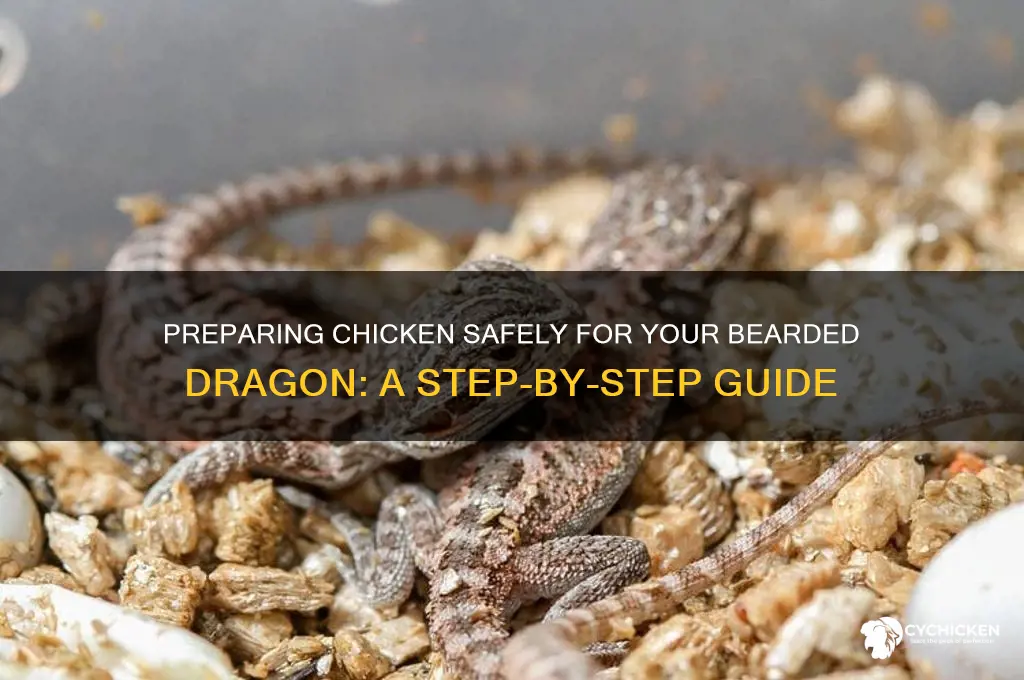how do you prepare chicken for bearded dragon