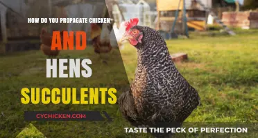 Propagating Chicken and Hens Succulents: Easy Steps for Successful Growth