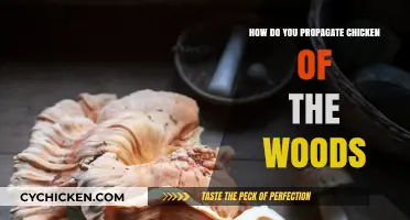 Propagating Chicken of the Woods: A Beginner's Guide to Growing This Edible Fungus