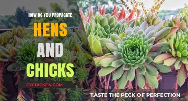 Easy Propagation Tips for Growing Hens and Chicks Succulents