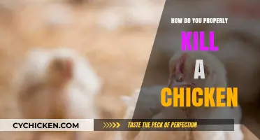 Humane Chicken Slaughter: A Step-by-Step Guide to Properly Killing Poultry