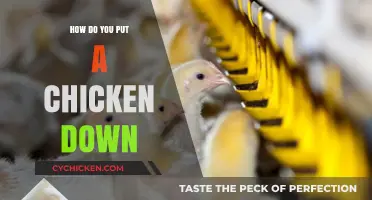 Compassionate Ways to Euthanize a Chicken: A Step-by-Step Guide