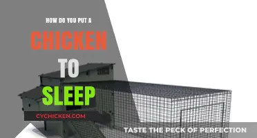 Gentle Methods to Safely Put Your Chicken to Sleep