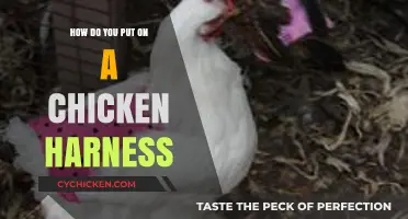 Step-by-Step Guide: Safely Putting a Harness on Your Chicken