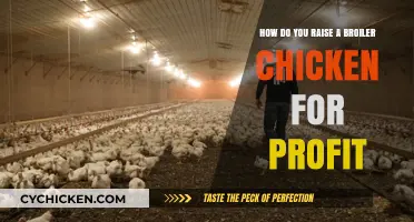 Profitable Broiler Chicken Farming: A Step-by-Step Guide