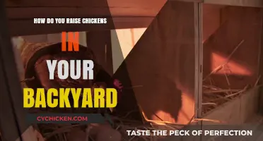 Backyard Chicken Raising: A Beginner’s Guide to Happy, Healthy Flocks