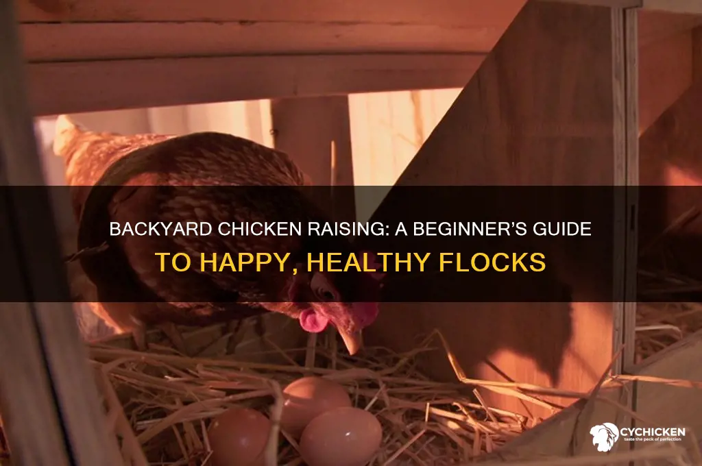 how do you raise chickens in your backyard