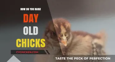 Raising Day-Old Chicks: Essential Tips for Healthy Growth and Care