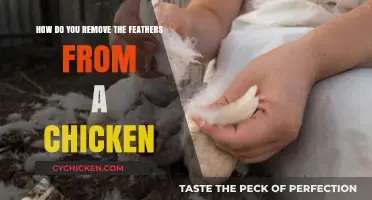 Plucking Chickens: Easy Ways to Remove Feathers